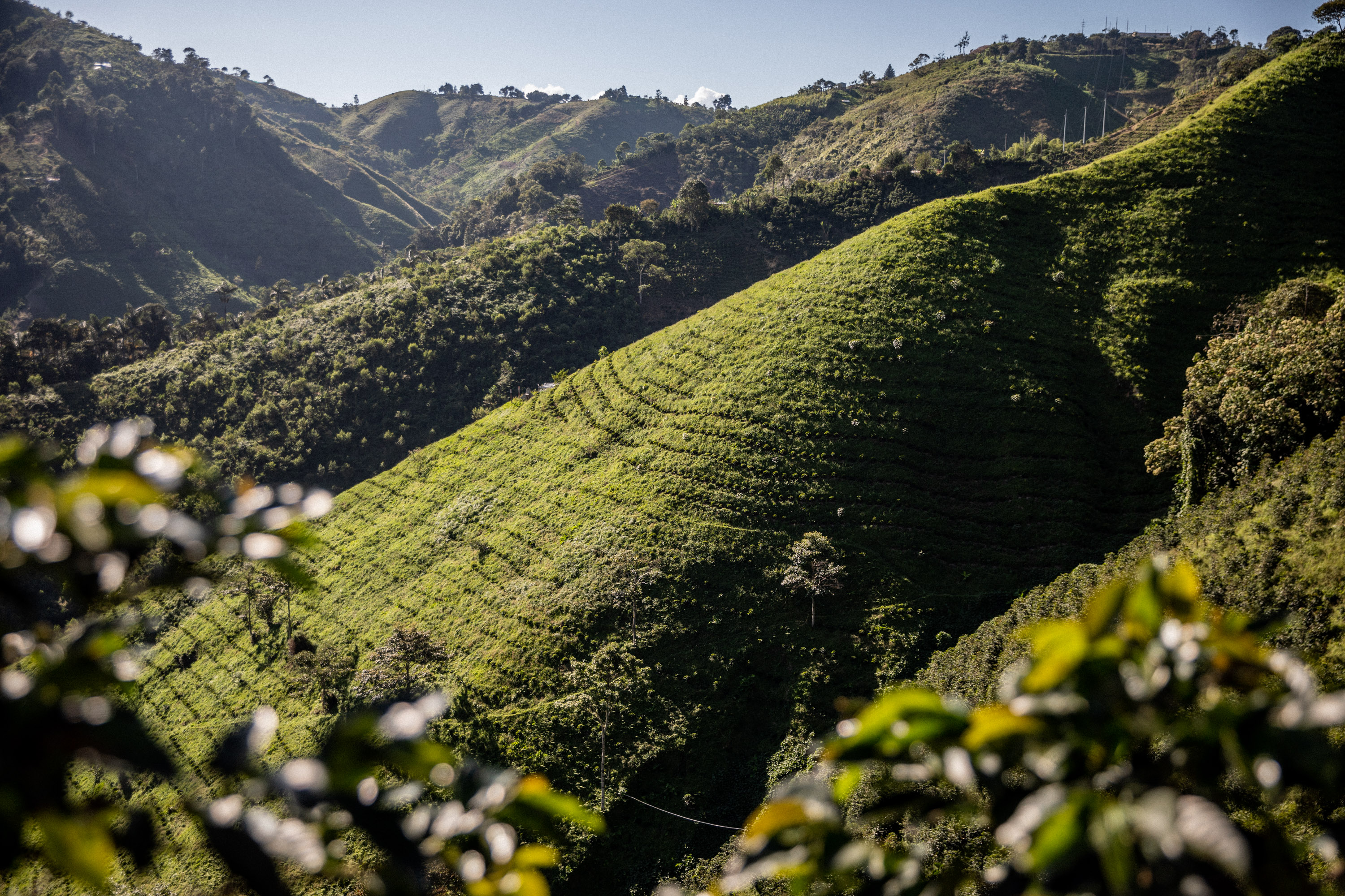 Coffee plantation landscape with terraced hills