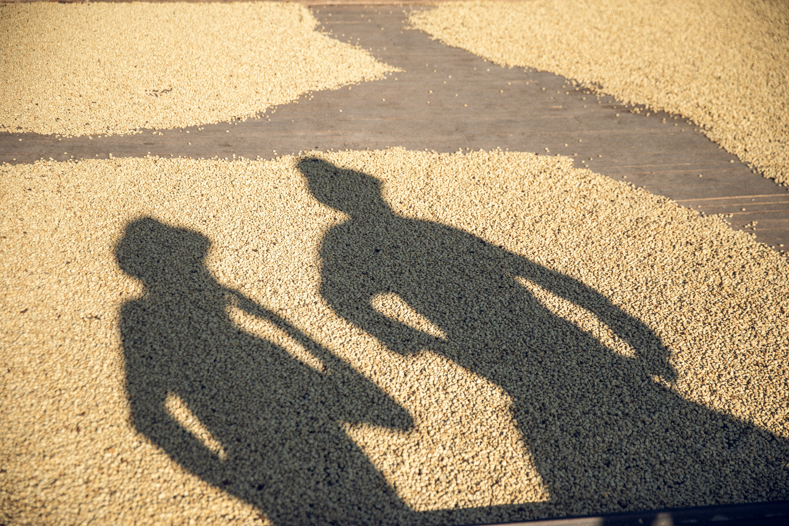 Coffee beans drying with shadows