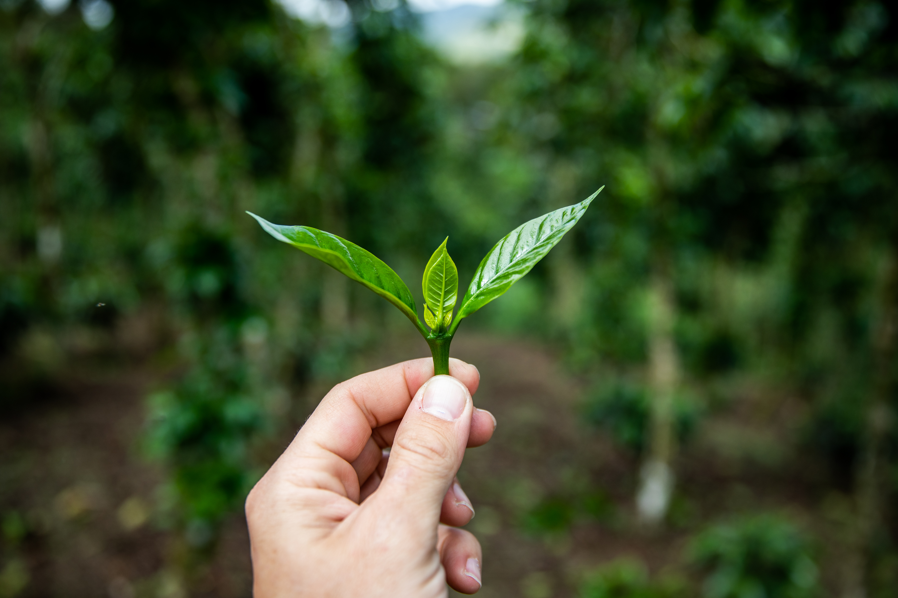 Young coffee plant sprout being held